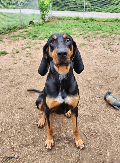 Harley, Adult Female unknown