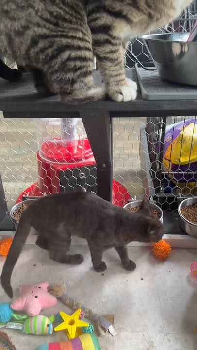 Enlarge Reed, a Adoptable Domestic Short Hair in Galloway, NJ video 2/2