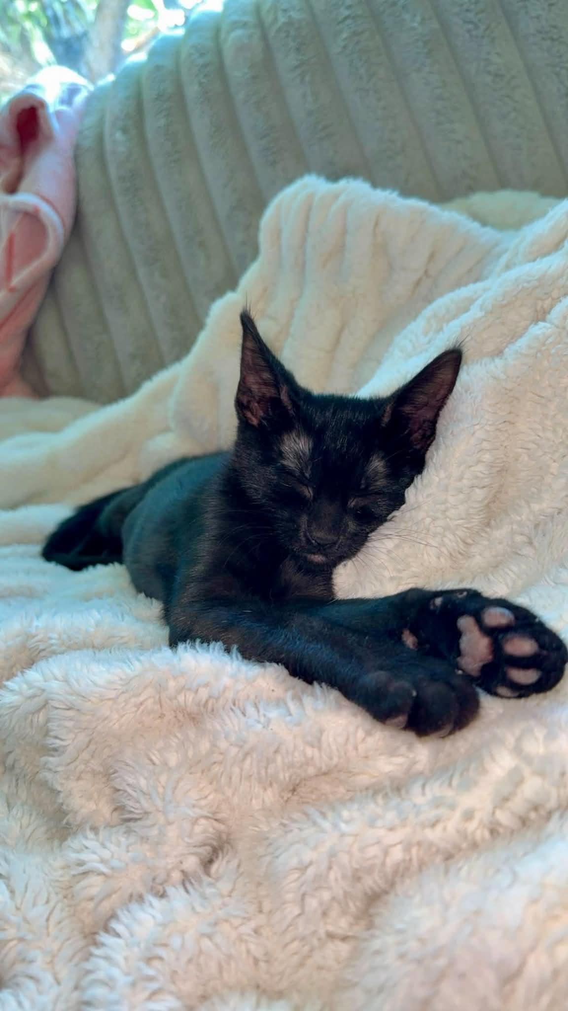 Enlarge Rina, a ADOPTABLE Domestic Short Hair in Sierra Vista, AZ image 4/5