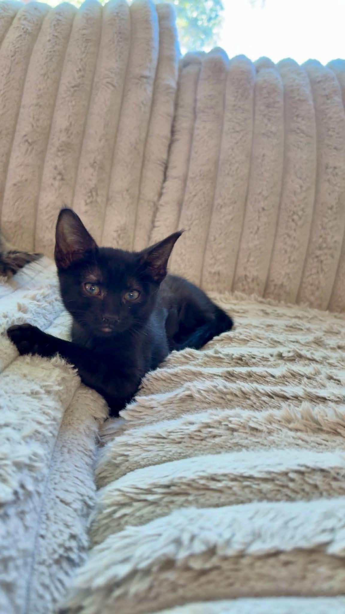 Enlarge Rina, a ADOPTABLE Domestic Short Hair in Sierra Vista, AZ image 2/5