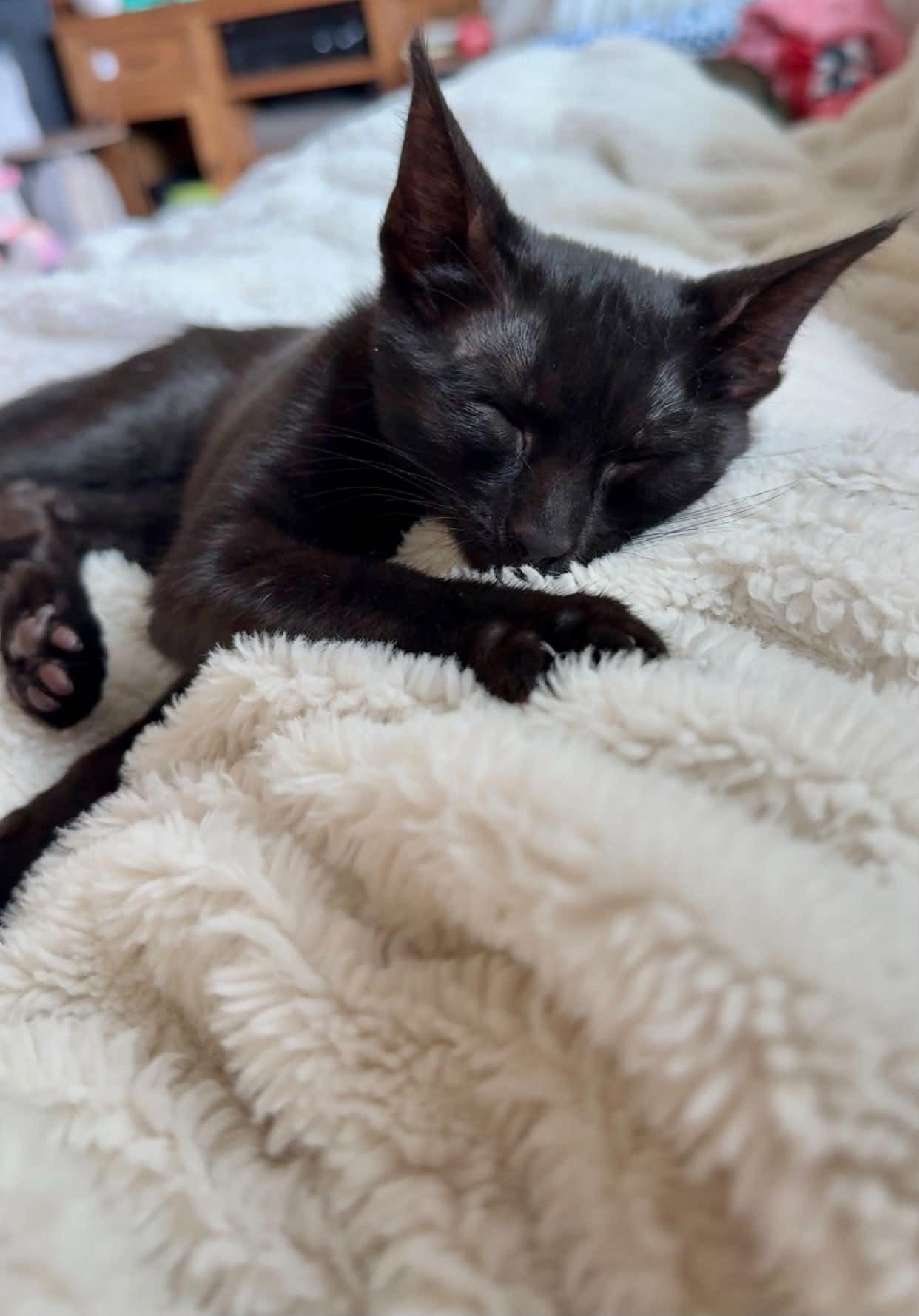 Rina, ADOPTABLE, Kitten Female Domestic Short Hair.
