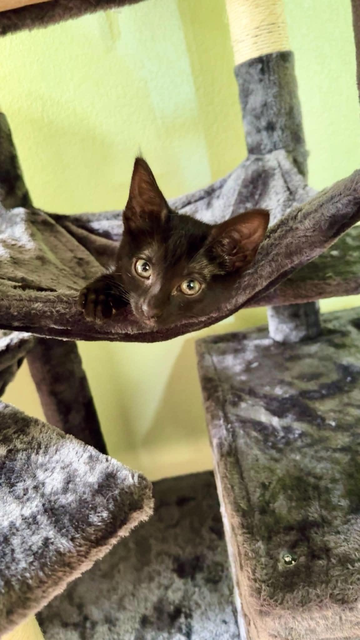 Enlarge Rina, a ADOPTABLE Domestic Short Hair in Sierra Vista, AZ image 3/5