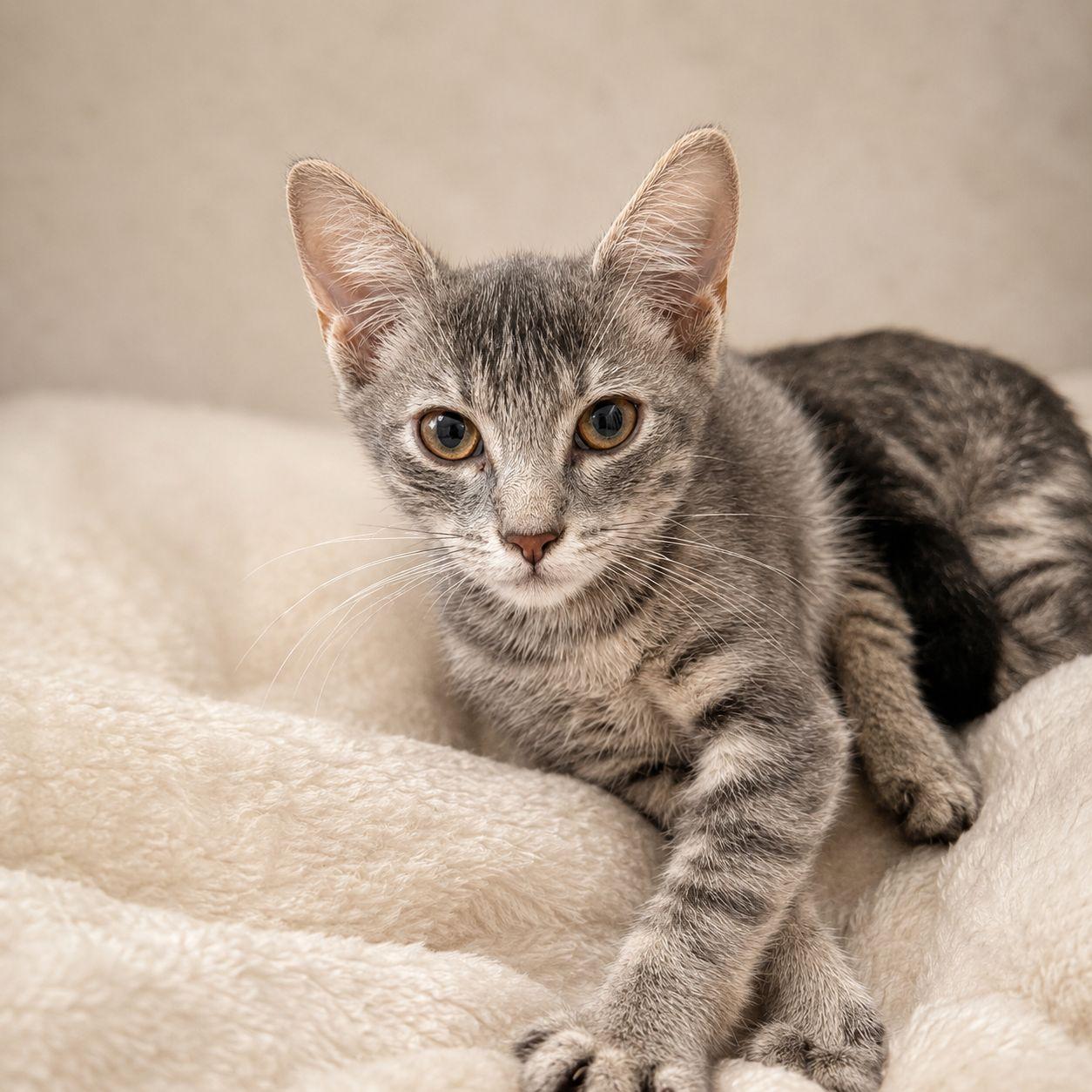 Enlarge Marfa, an adopted Tabby in Miami, FL image 1/1