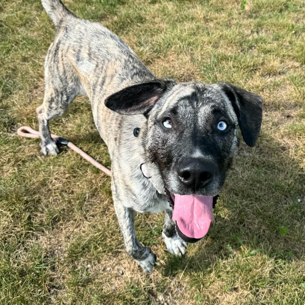 Chico, Adoptable, Adult Male Mountain Cur.