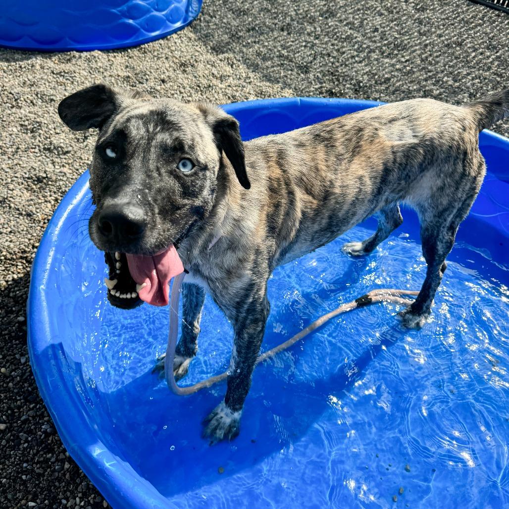 Chico, a Adoptable Mountain Cur in Fort Wayne, IN image 2/6