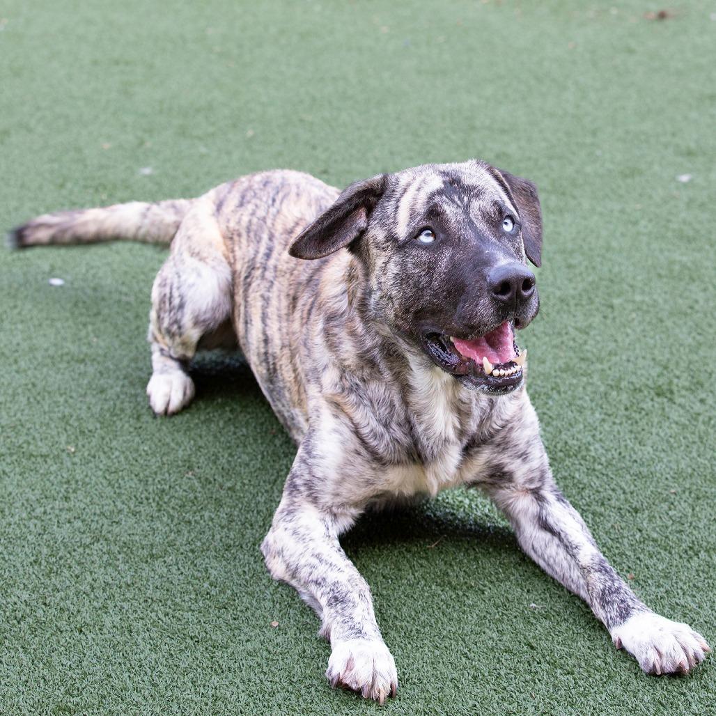Chico, a Adoptable Mountain Cur in Fort Wayne, IN image 3/6