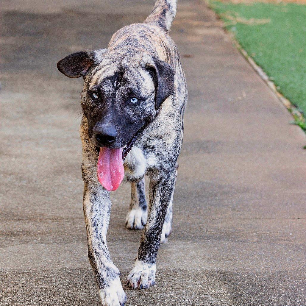 Chico, Adoptable, Adult Male Mountain Cur.