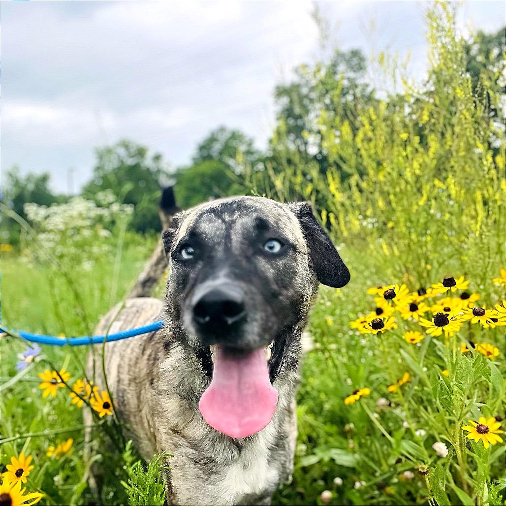 Chico, a Adoptable Mountain Cur in Fort Wayne, IN image 5/6