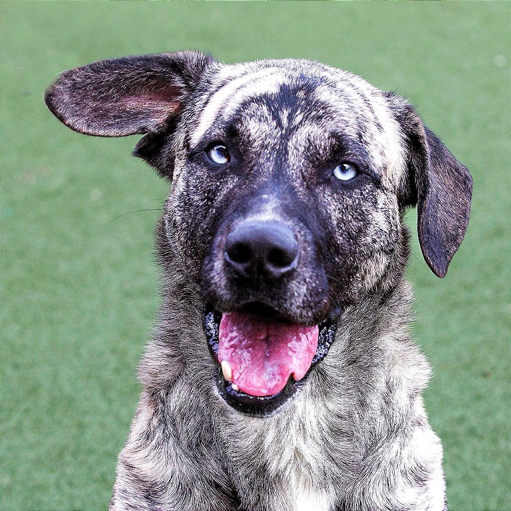 Chico, a Adoptable Mountain Cur in Fort Wayne, IN image 6/6