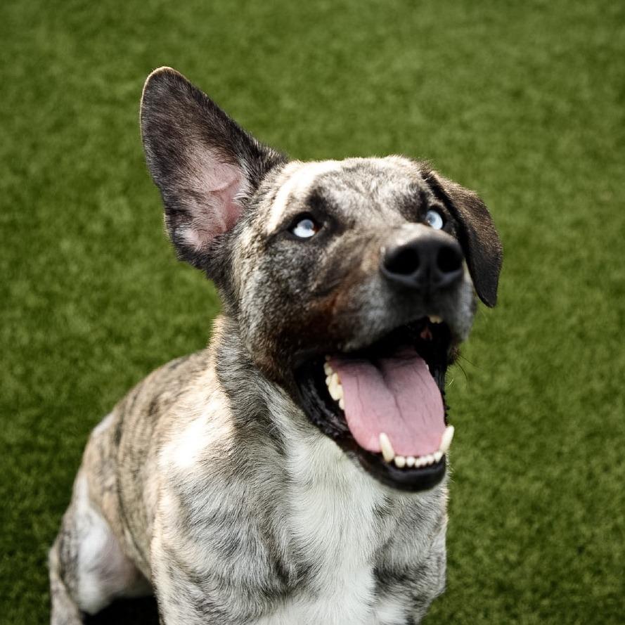 Enlarge Chico, a Adoptable Mountain Cur in Fort Wayne, IN image 6/6