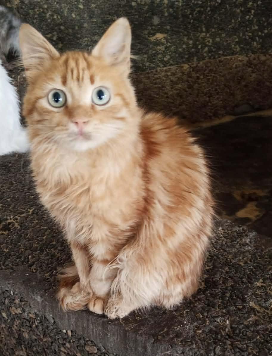 Enlarge Preston, a ADOPTABLE Domestic Medium Hair in Mississauga, ON image 1/2
