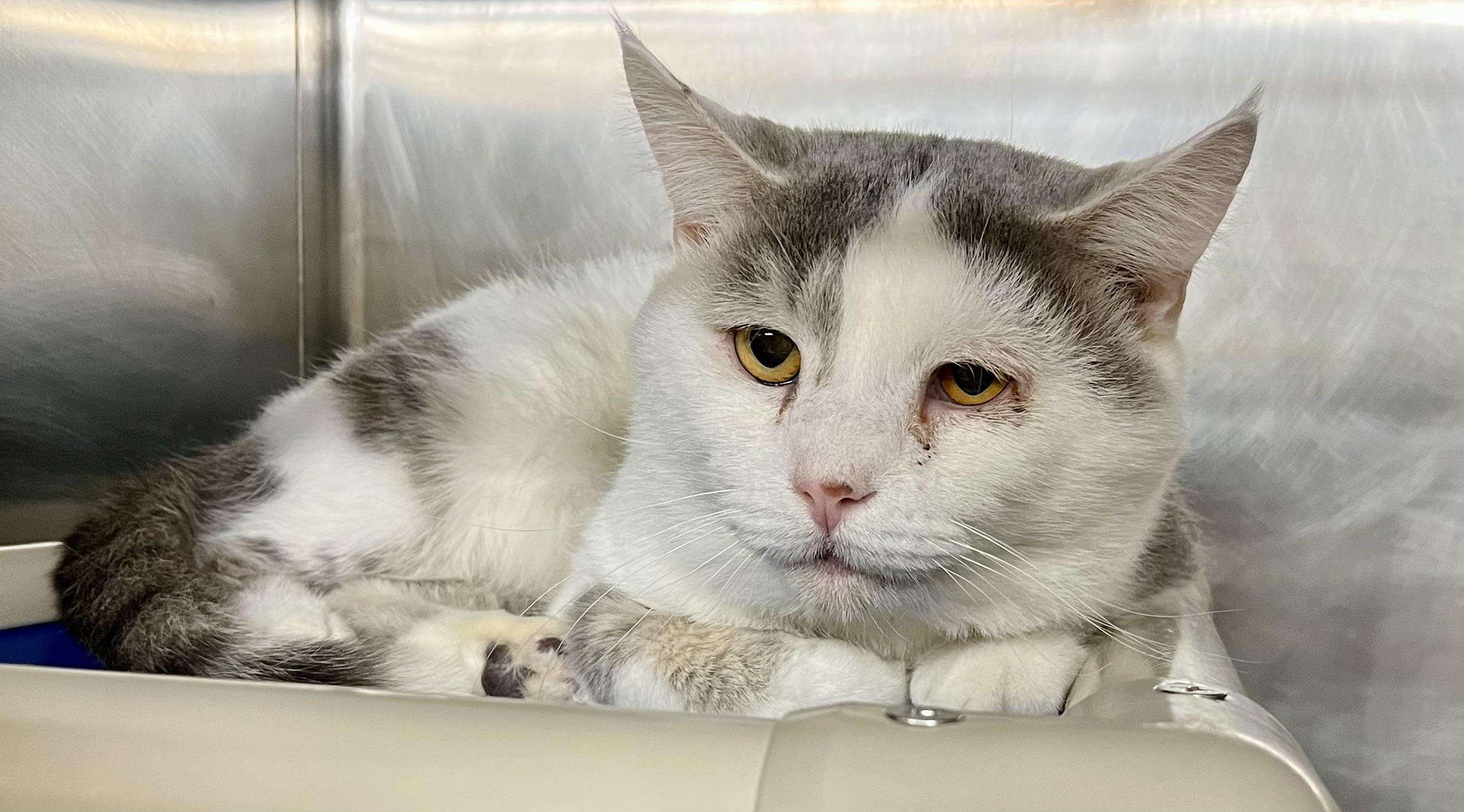 Enlarge Tuna, a Adoptable Domestic Short Hair in Seville, OH image 1/3