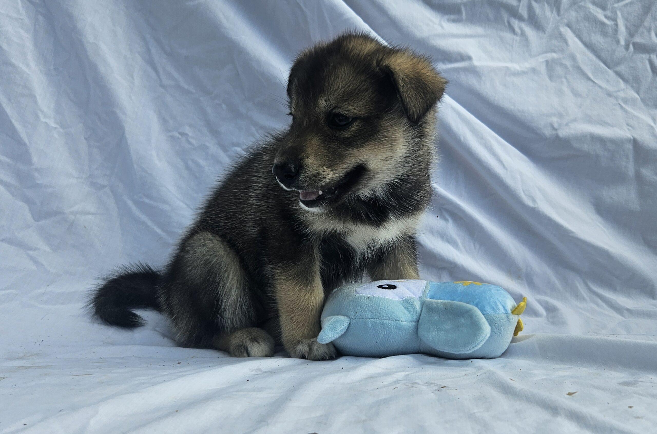 Jade, Adoptable, Puppy Female Siberian Husky.