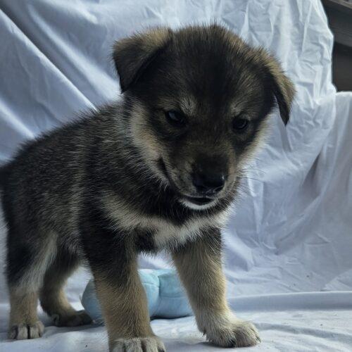 Jade, a Adoptable Siberian Husky in Kirksville, MO image 1/2