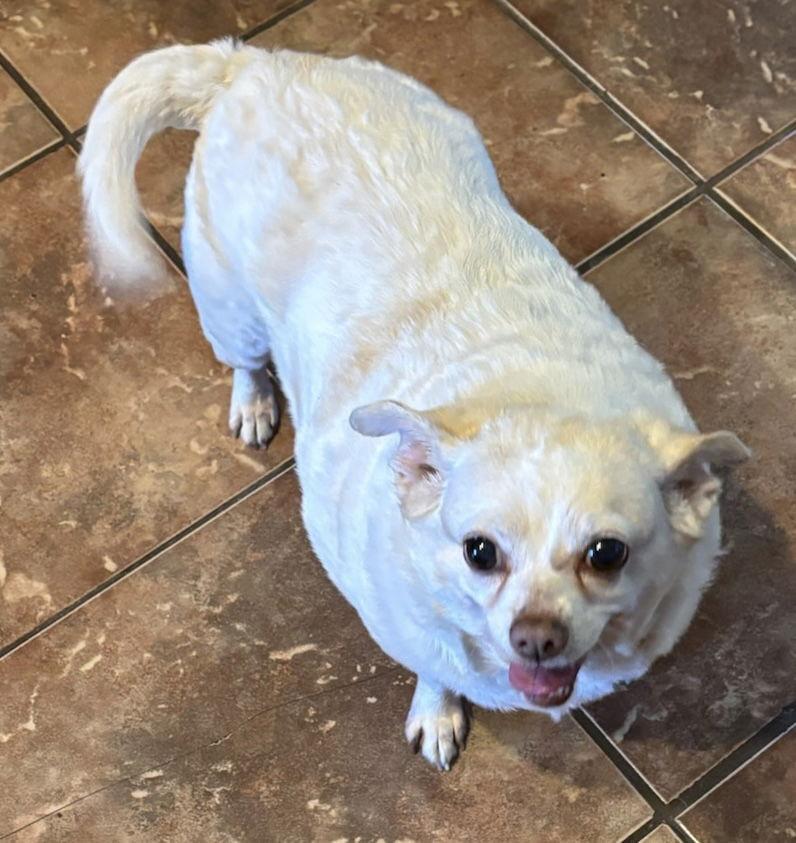 Mollie, Adopted, Senior Female Chihuahua & Terrier.