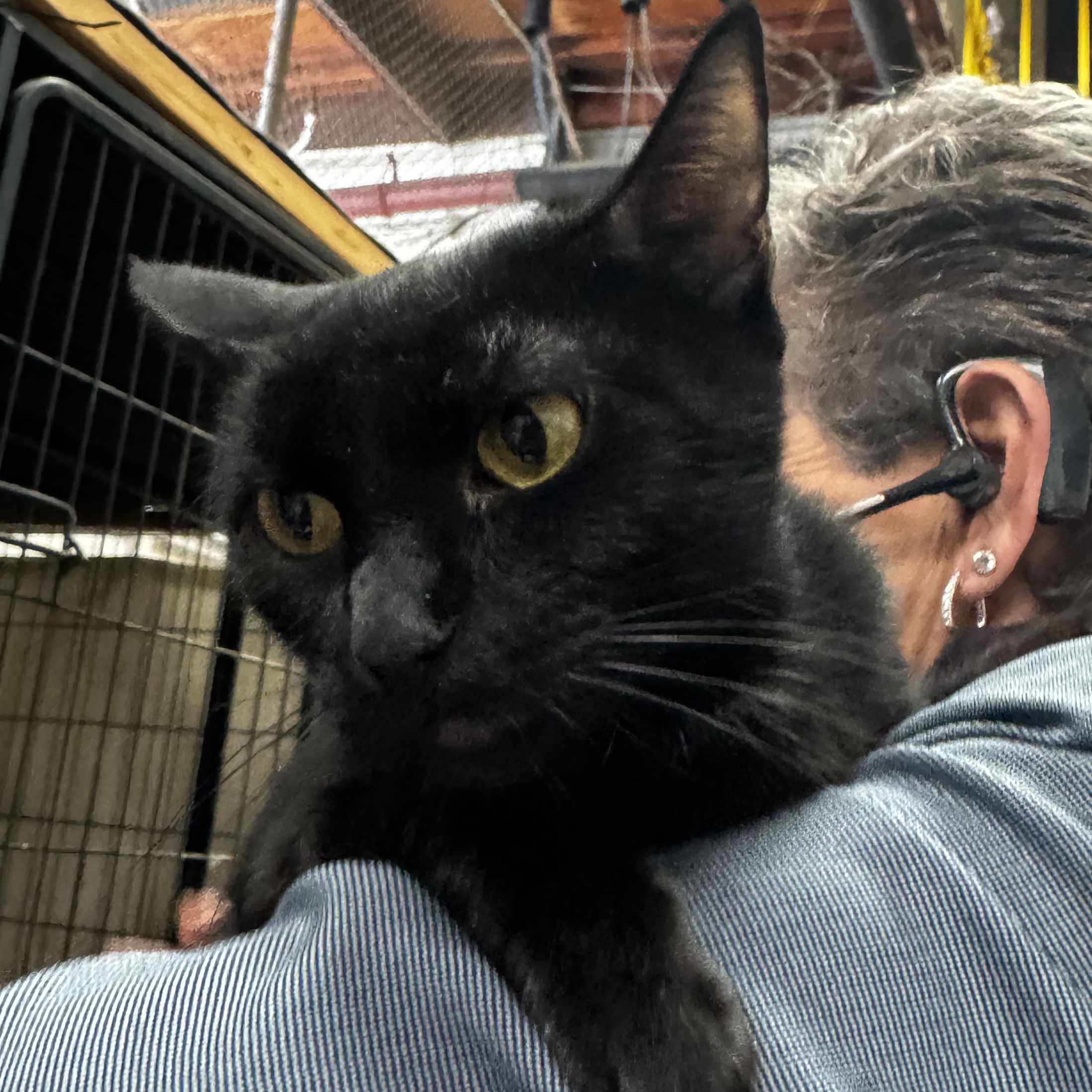 Enlarge Roxy - a talker, an adoptable Domestic Short Hair in Fountain Valley, CA image 1/1