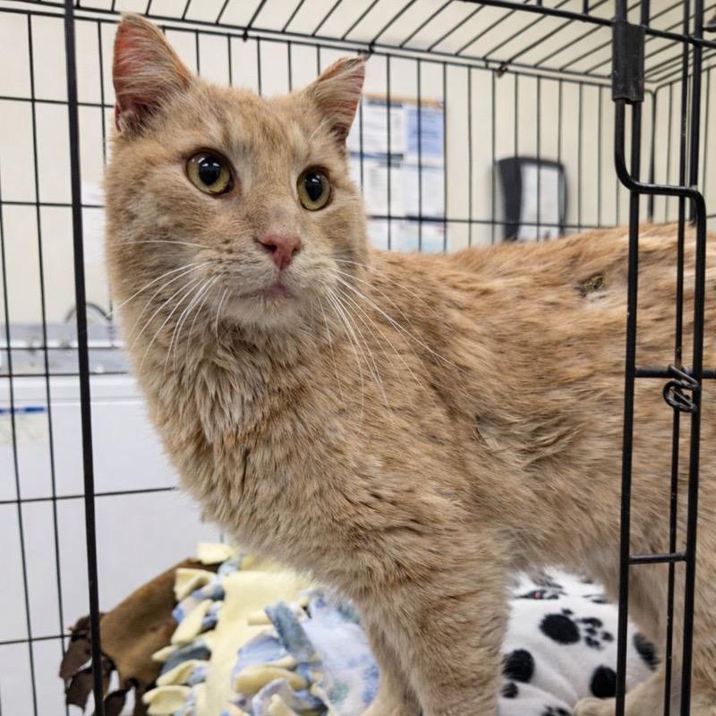 Enlarge Thomas, a Adoptable Domestic Medium Hair in Redwood Falls, MN image 1/1
