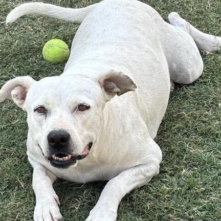 Enlarge Guera, a Adoptable mixed breed in Hagerstown, MD image 1/2