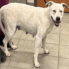 Enlarge Guera, a Adoptable mixed breed in Hagerstown, MD image 2/2