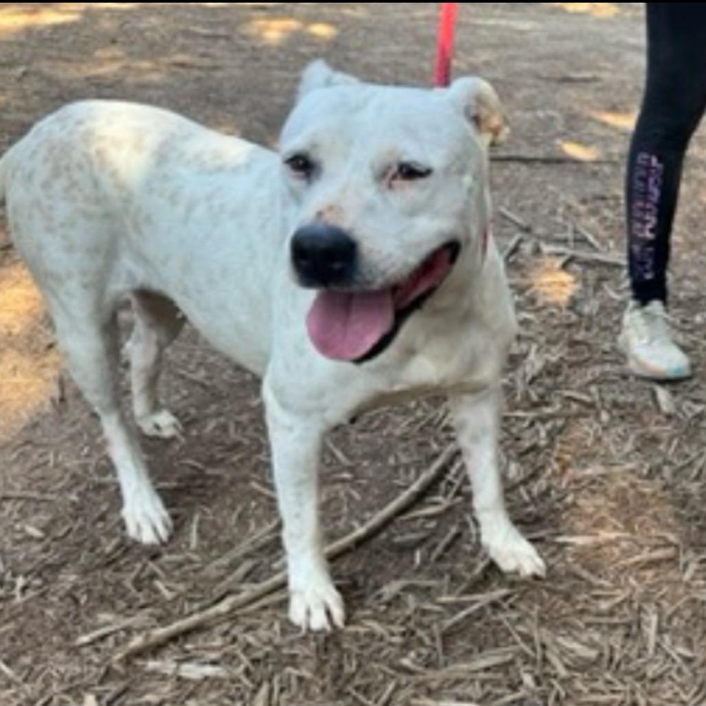 Enlarge Guera, a Adoptable mixed breed in Hagerstown, MD image 1/2