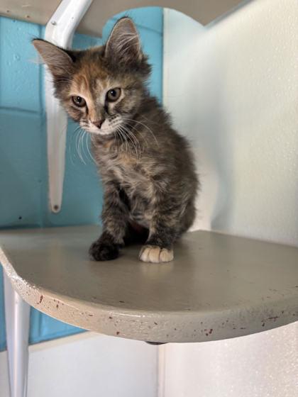 Plankton, adopted, Kitten Female Domestic Short Hair.