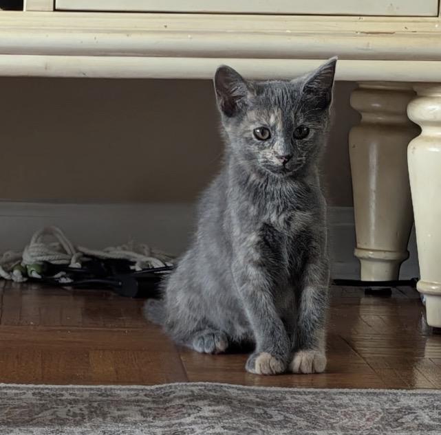 Enlarge RICE PUDDING, an adopted Domestic Short Hair in Spotswood, NJ image 4/6