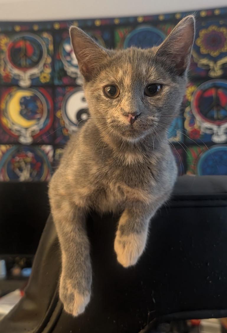 Enlarge RICE PUDDING, an adopted Domestic Short Hair in Spotswood, NJ image 2/6