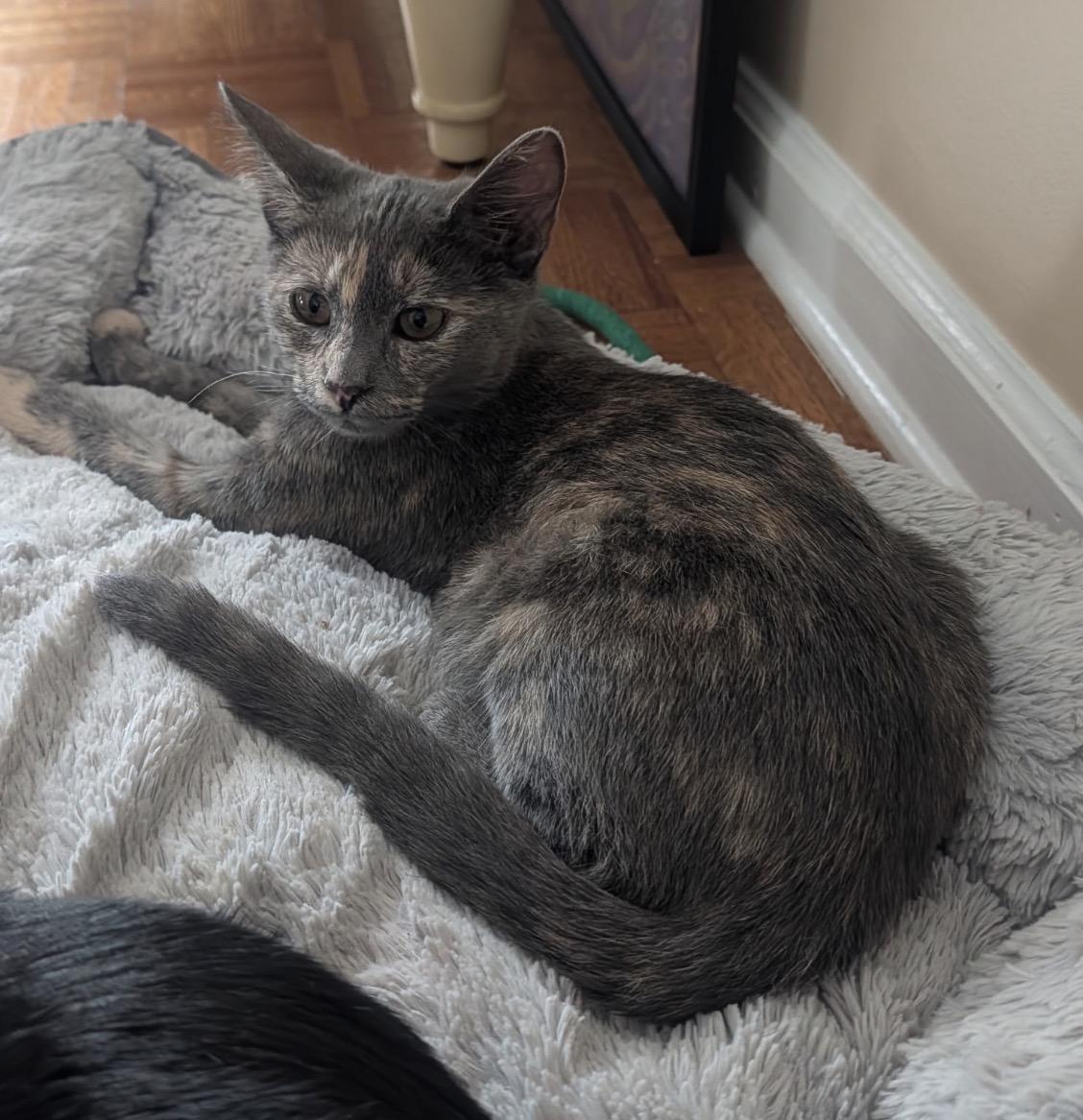Enlarge RICE PUDDING, an adopted Domestic Short Hair in Spotswood, NJ image 1/6