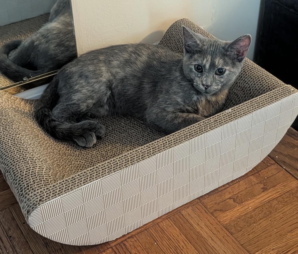 Enlarge RICE PUDDING, an adopted Domestic Short Hair in Spotswood, NJ image 3/6