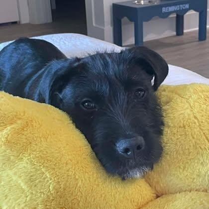 Fritz, ADOPTABLE, Young Male Wirehaired Terrier.