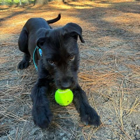 Fritz, an adopted Wirehaired Terrier in Wando, SC image 2/4