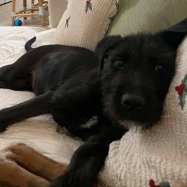 Fritz, an adopted Wirehaired Terrier in Wando, SC image 3/4
