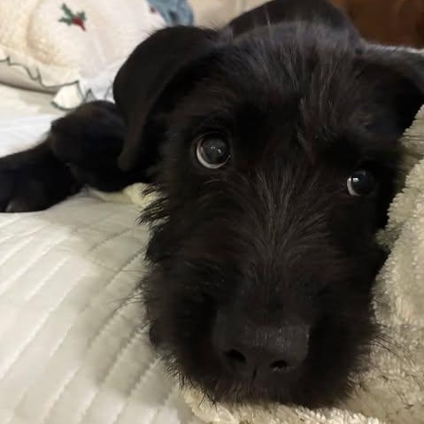 Fritz, an adopted Wirehaired Terrier in Wando, SC image 4/4