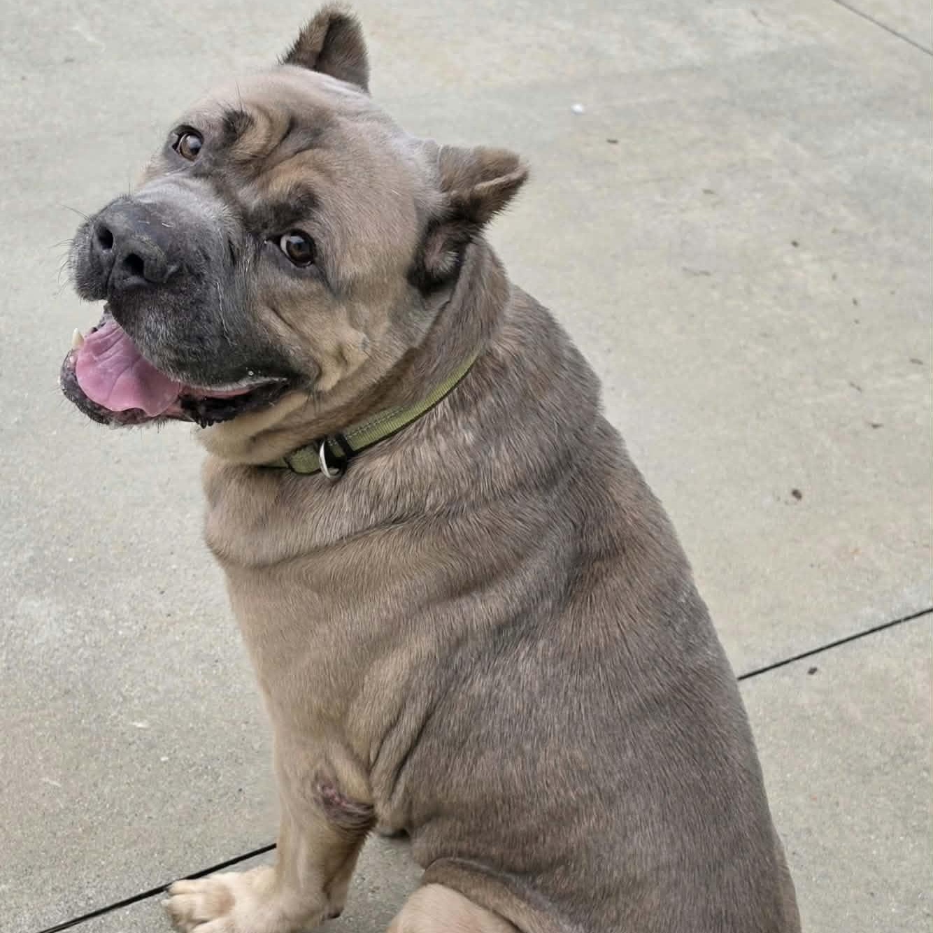 Enlarge Baloo, Big Corso Boy, a Adoptable Cane Corso in Meriden, CT image 3/6