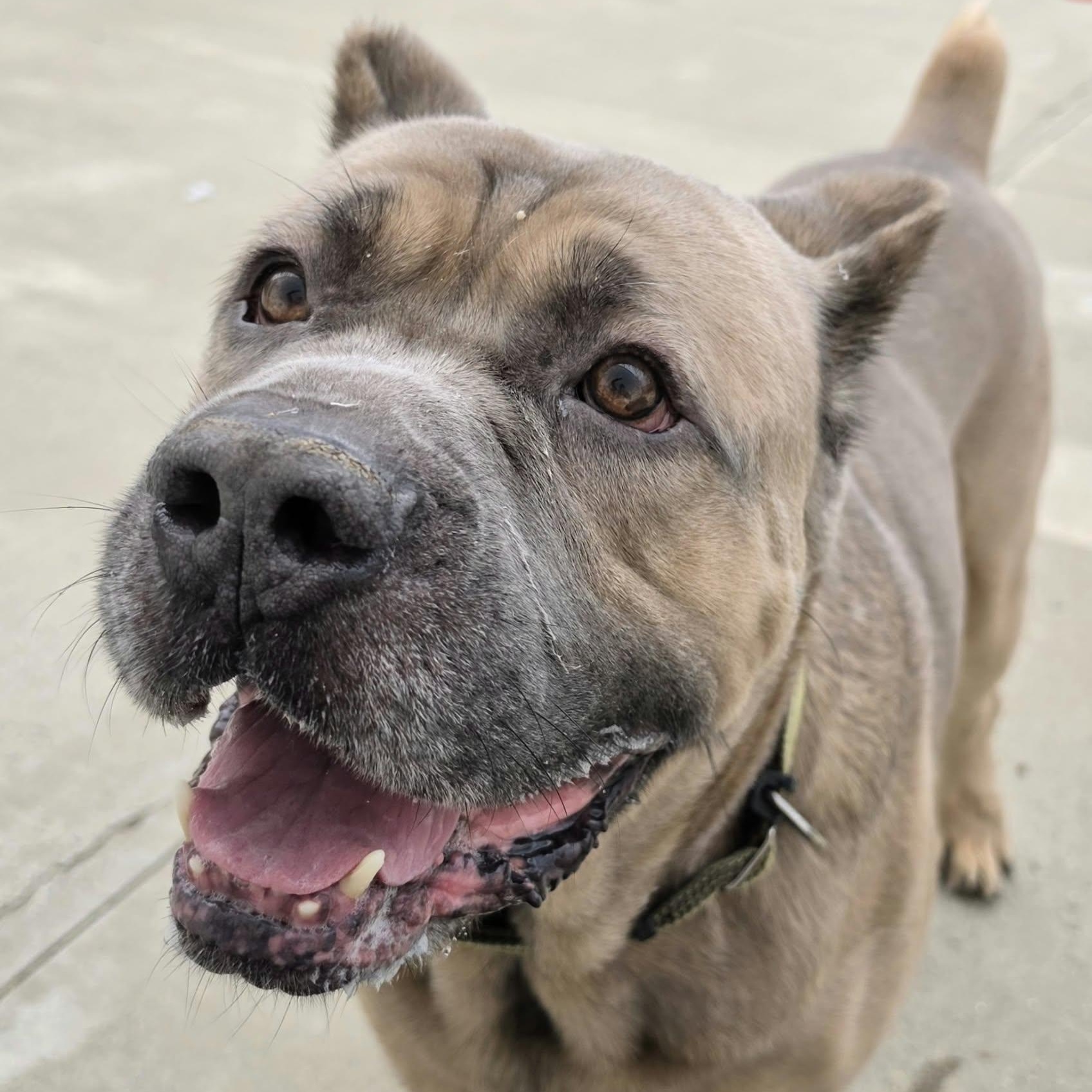 Enlarge Baloo, Big Corso Boy, a Adoptable Cane Corso in Meriden, CT image 6/6