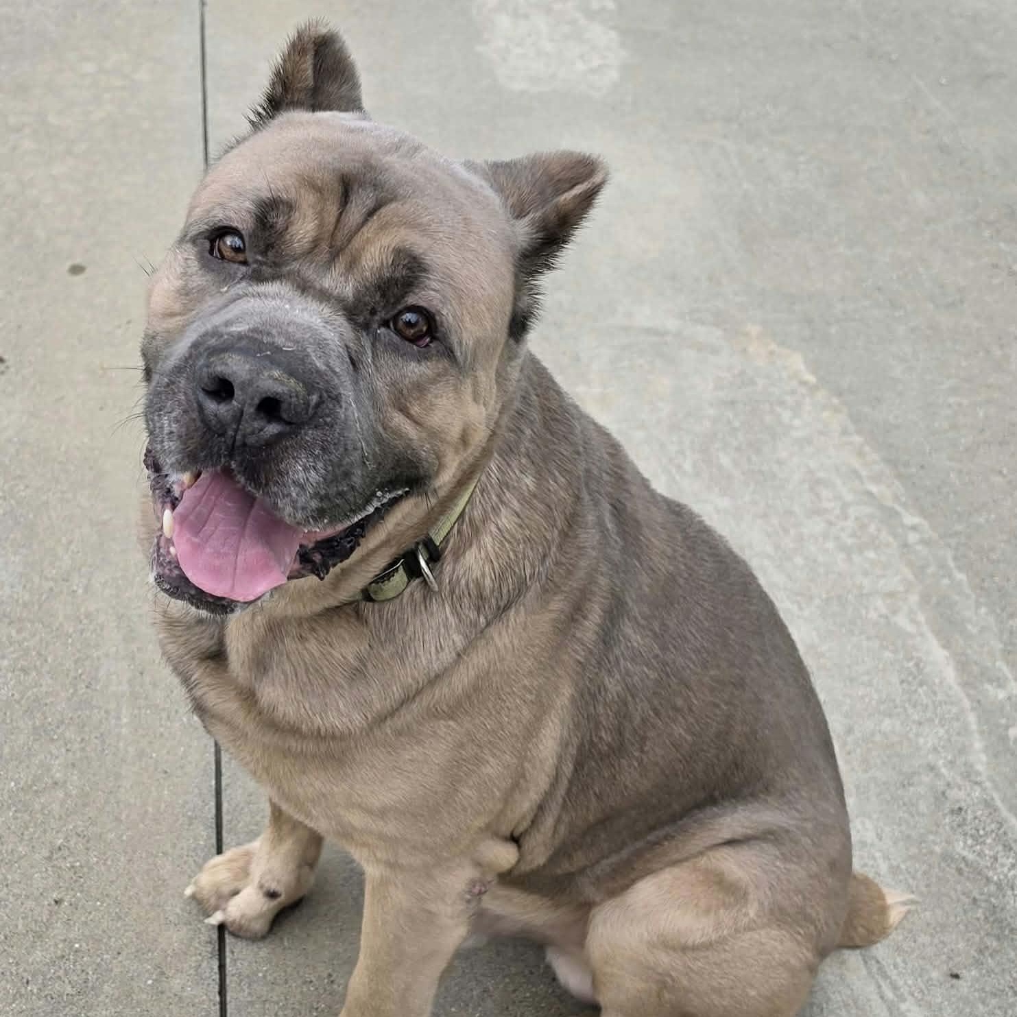 Enlarge Baloo, Big Corso Boy, a Adoptable Cane Corso in Meriden, CT image 2/6