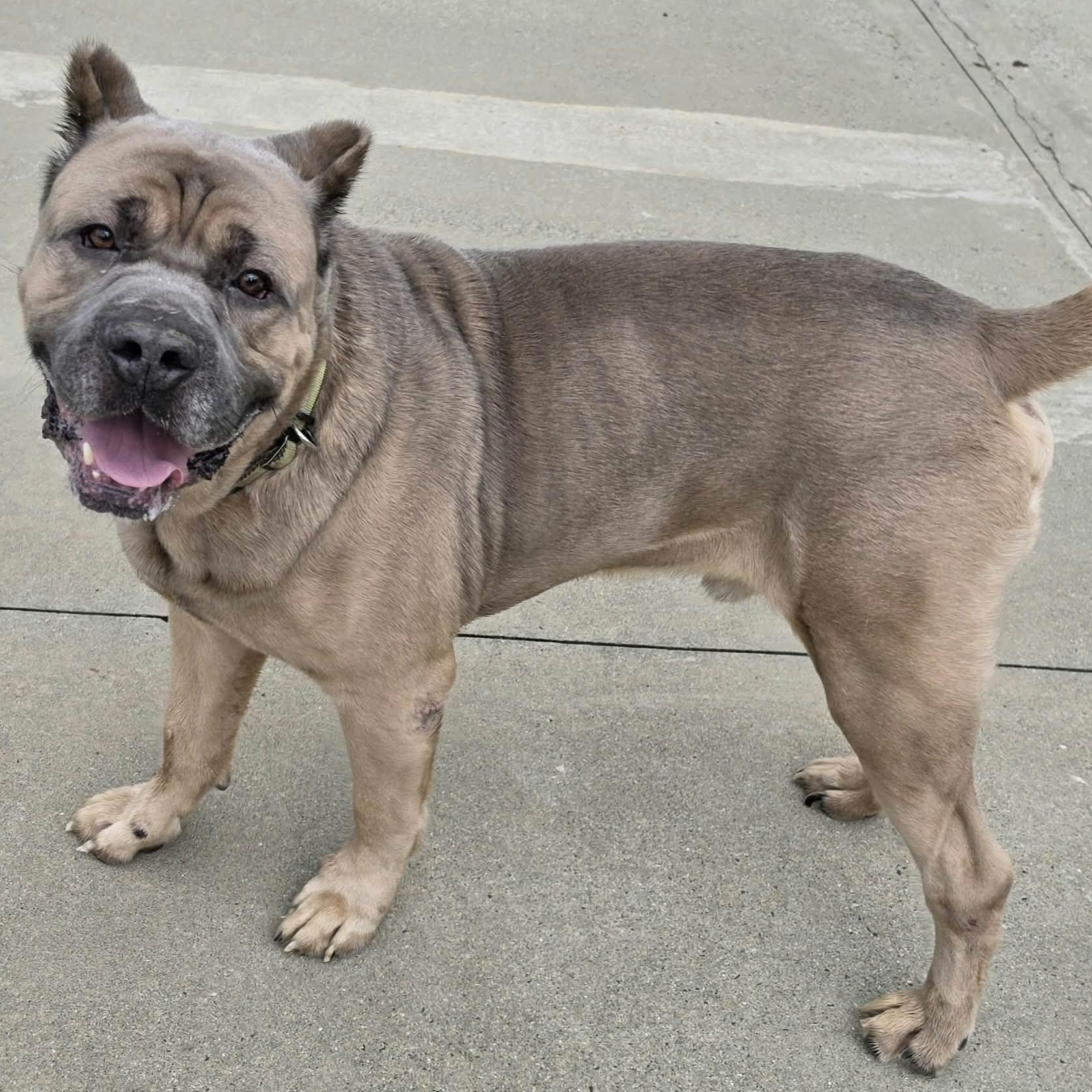Baloo, Big Corso Boy, Adoptable, Adult Male Cane Corso.