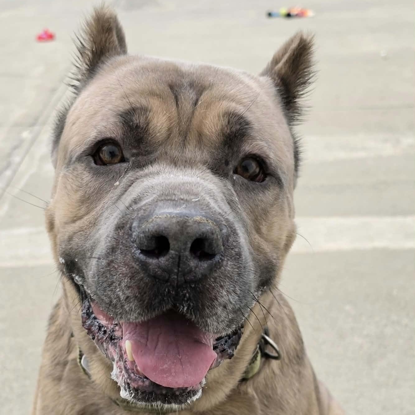 Enlarge Baloo, Big Corso Boy, a Adoptable Cane Corso in Meriden, CT image 5/6