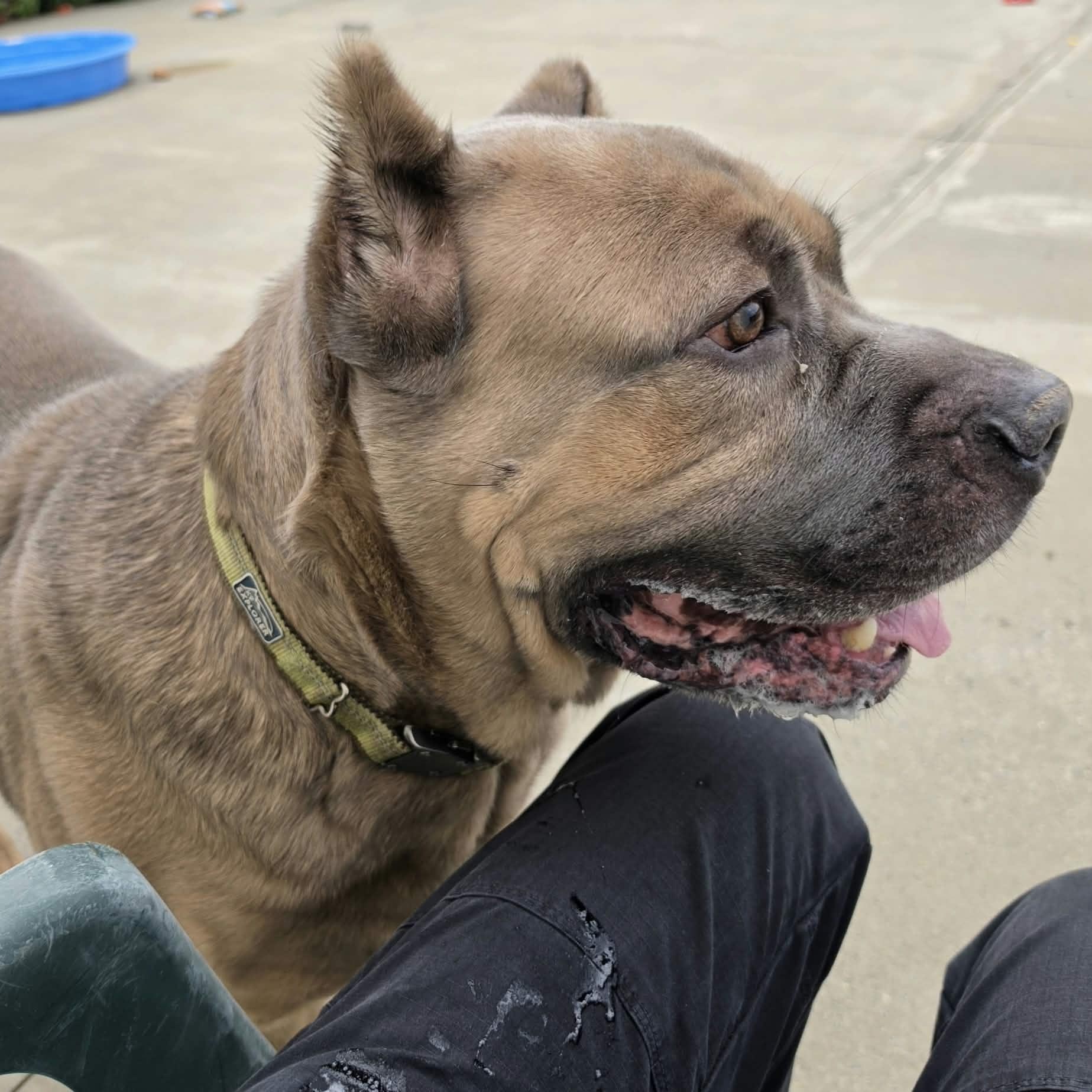 Enlarge Baloo, Big Corso Boy, a Adoptable Cane Corso in Meriden, CT image 4/6