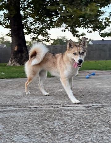 Enlarge Luna, a ADOPTABLE Pomsky in Covington, LA image 5/5