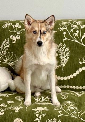 Enlarge Luna, a ADOPTABLE Pomsky in Covington, LA image 3/5