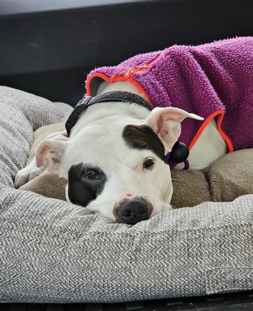 BESITOS, Adoptable, Adult Female Pit Bull Terrier.