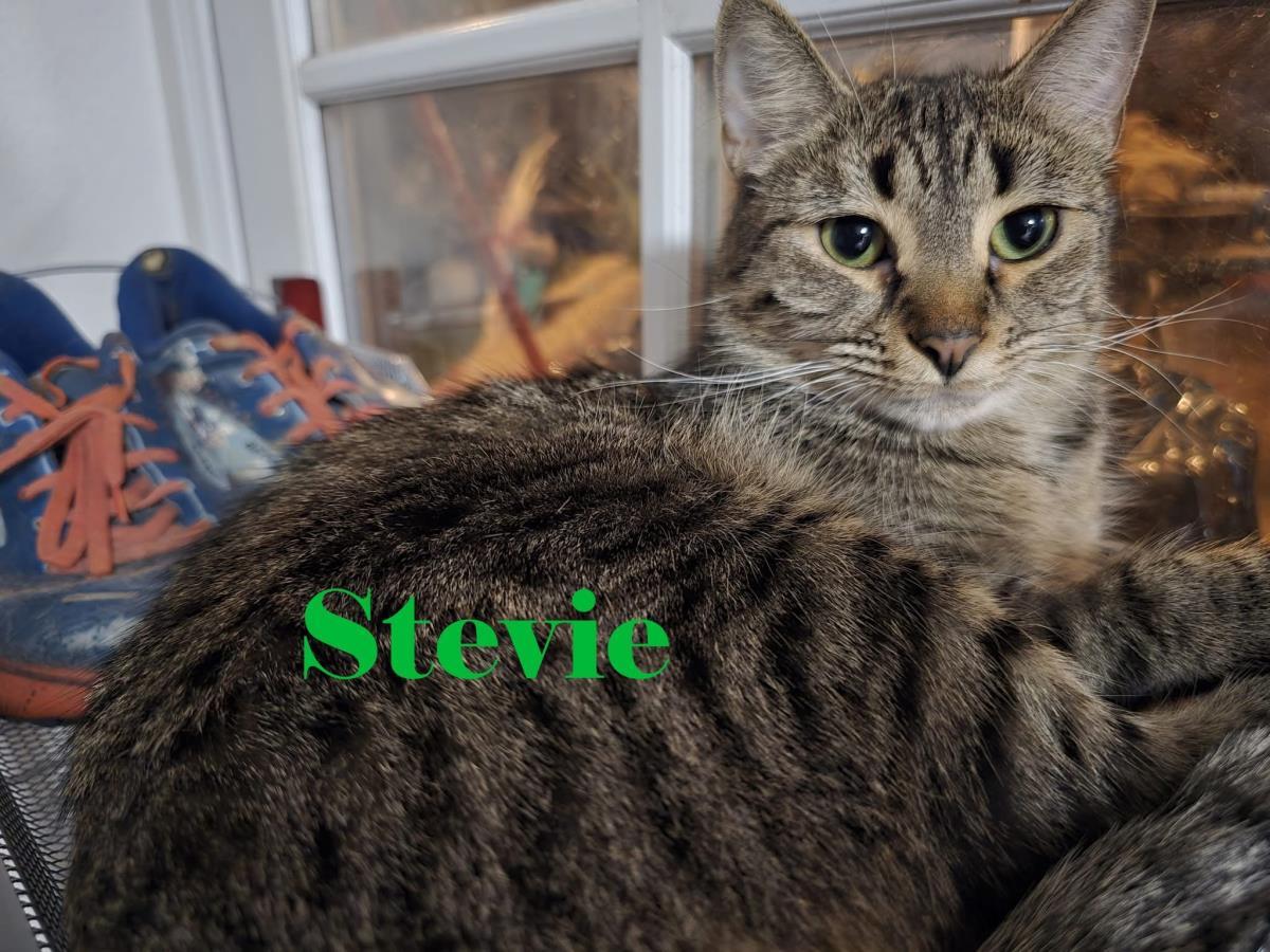 Stevie Nicks Honeybun, a Adoptable mixed breed in Chandler, AZ image 1/2