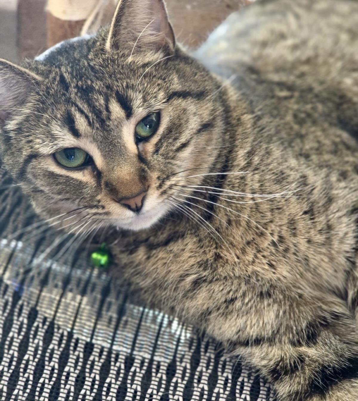 Stevie Nicks Honeybun, Adoptable, Adult Female Domestic Short Hair & Tabby.