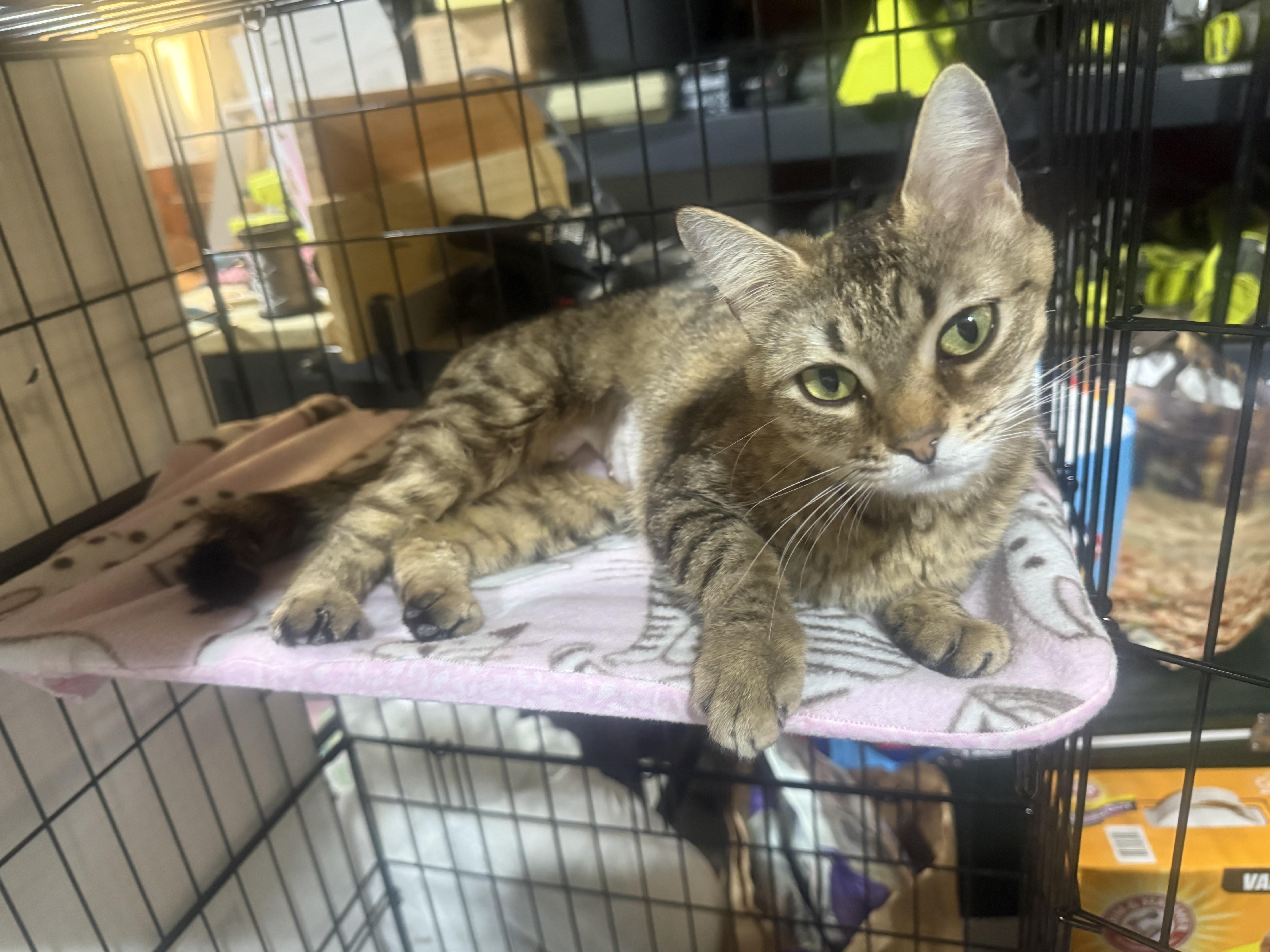 Abiline, ADOPTABLE, Kitten Female American Shorthair.