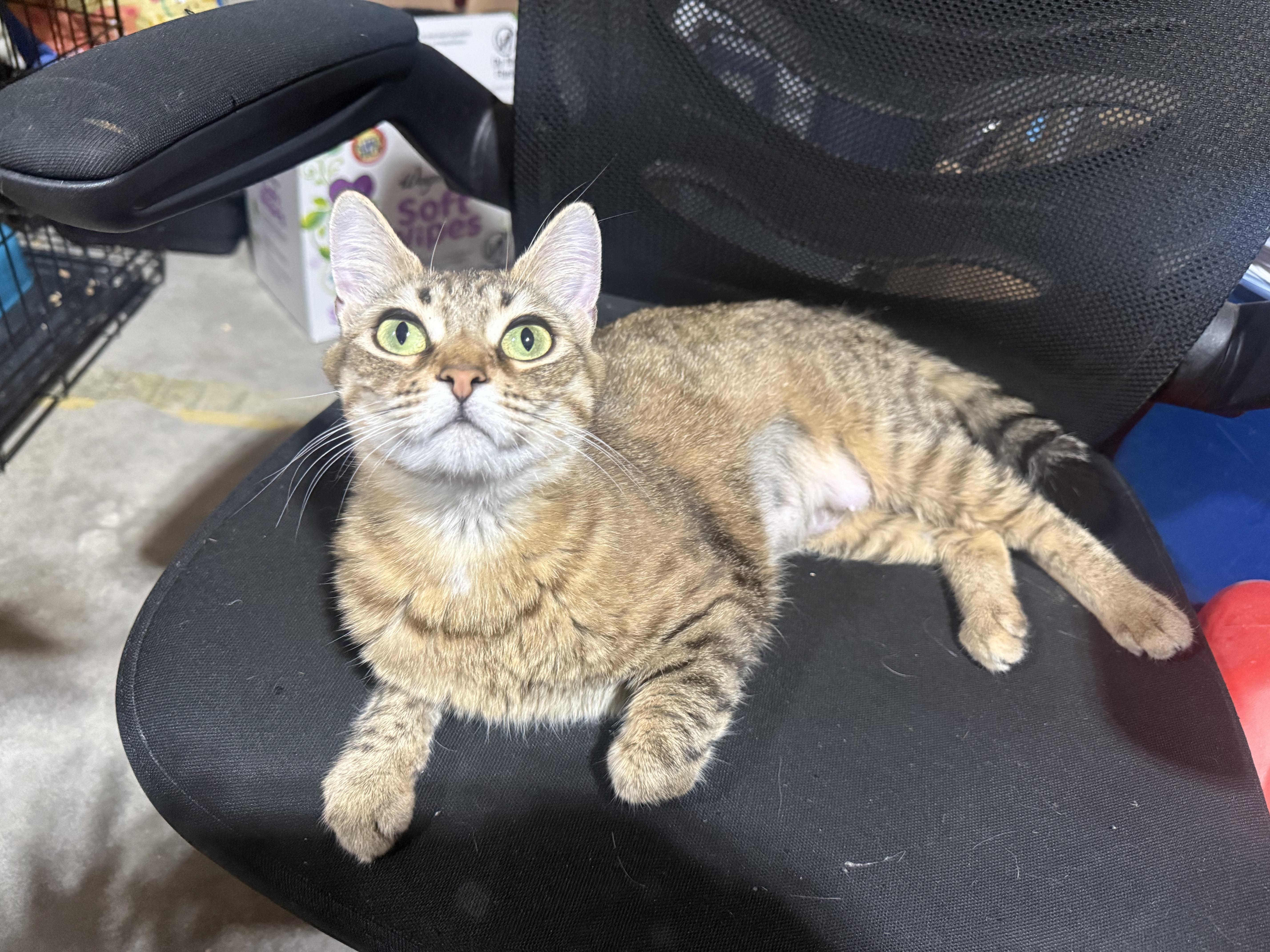 Abilene, a ADOPTABLE American Shorthair in North Chesterfield, VA image 3/4