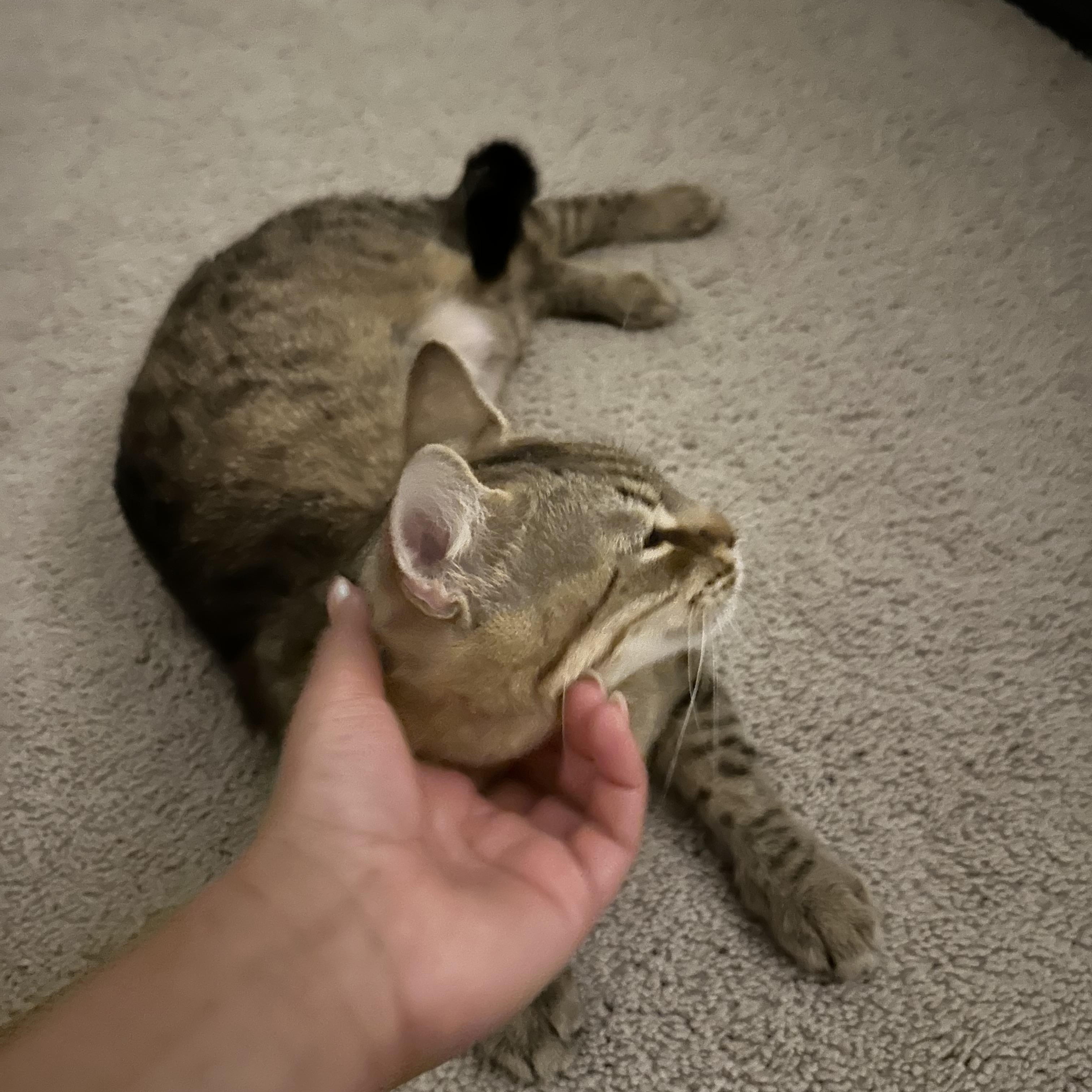 Abilene, a ADOPTABLE American Shorthair in North Chesterfield, VA image 2/4