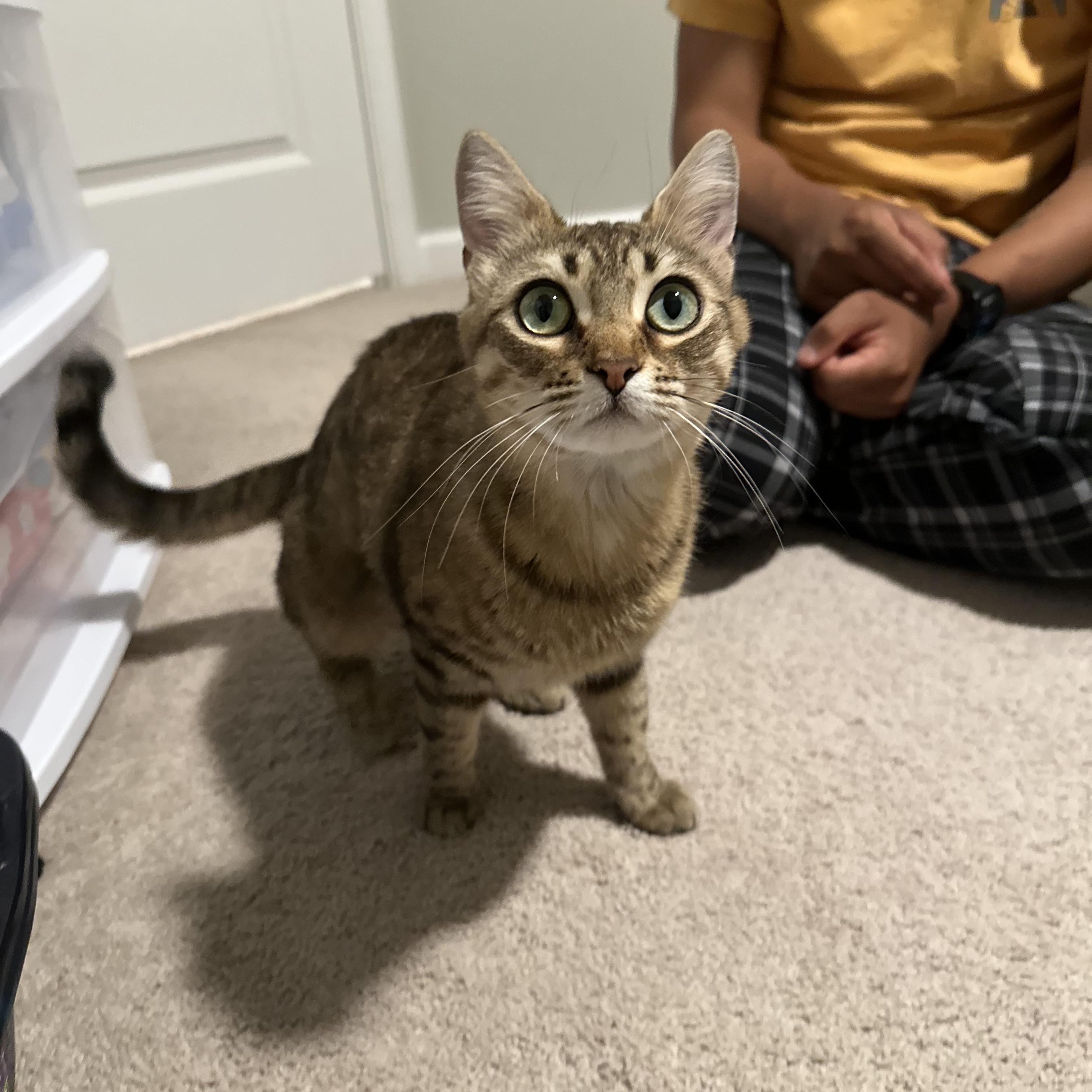 Abilene, ADOPTABLE, Young Female American Shorthair.