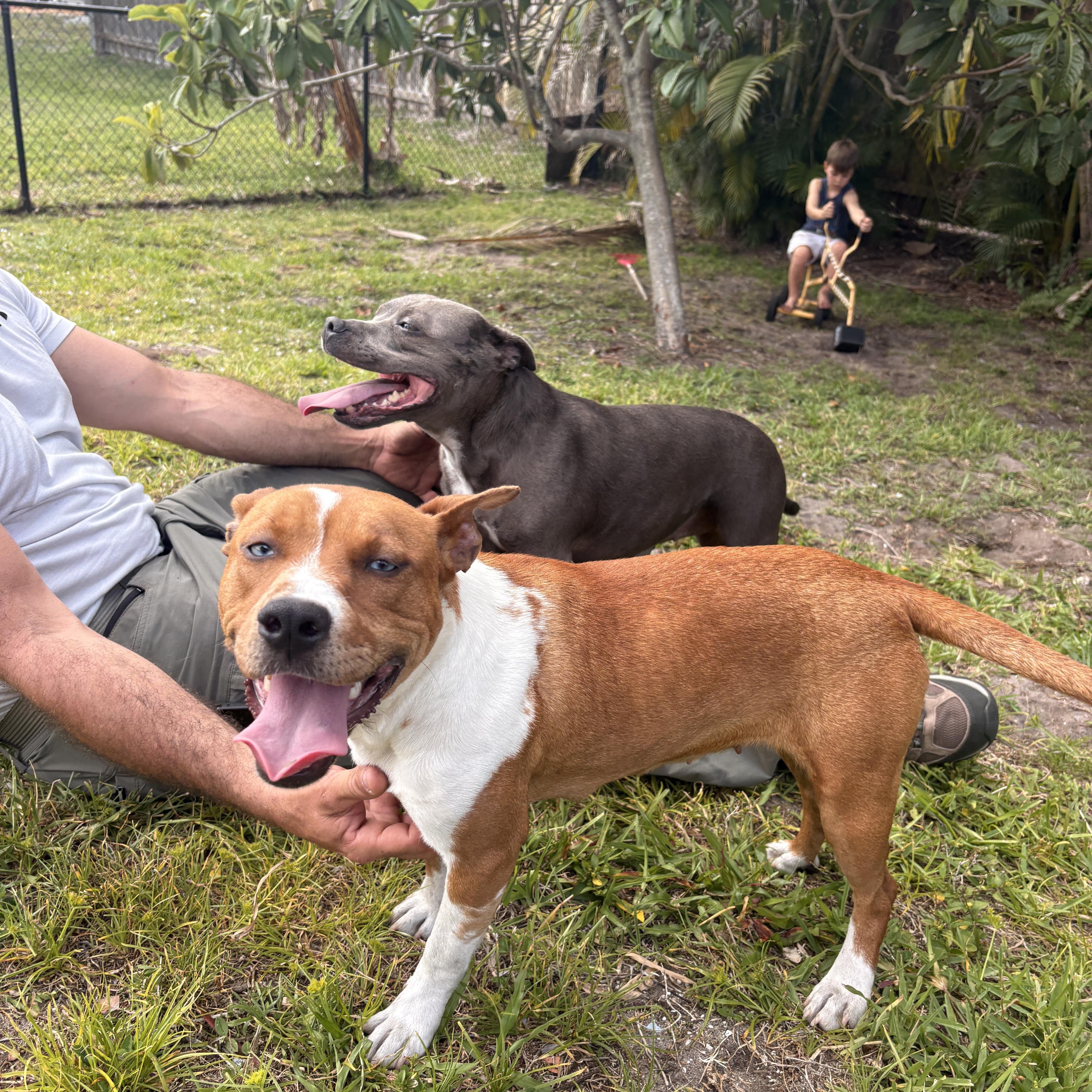 Goldie , a ADOPTABLE mixed breed in Port Saint Lucie, FL image 4/4