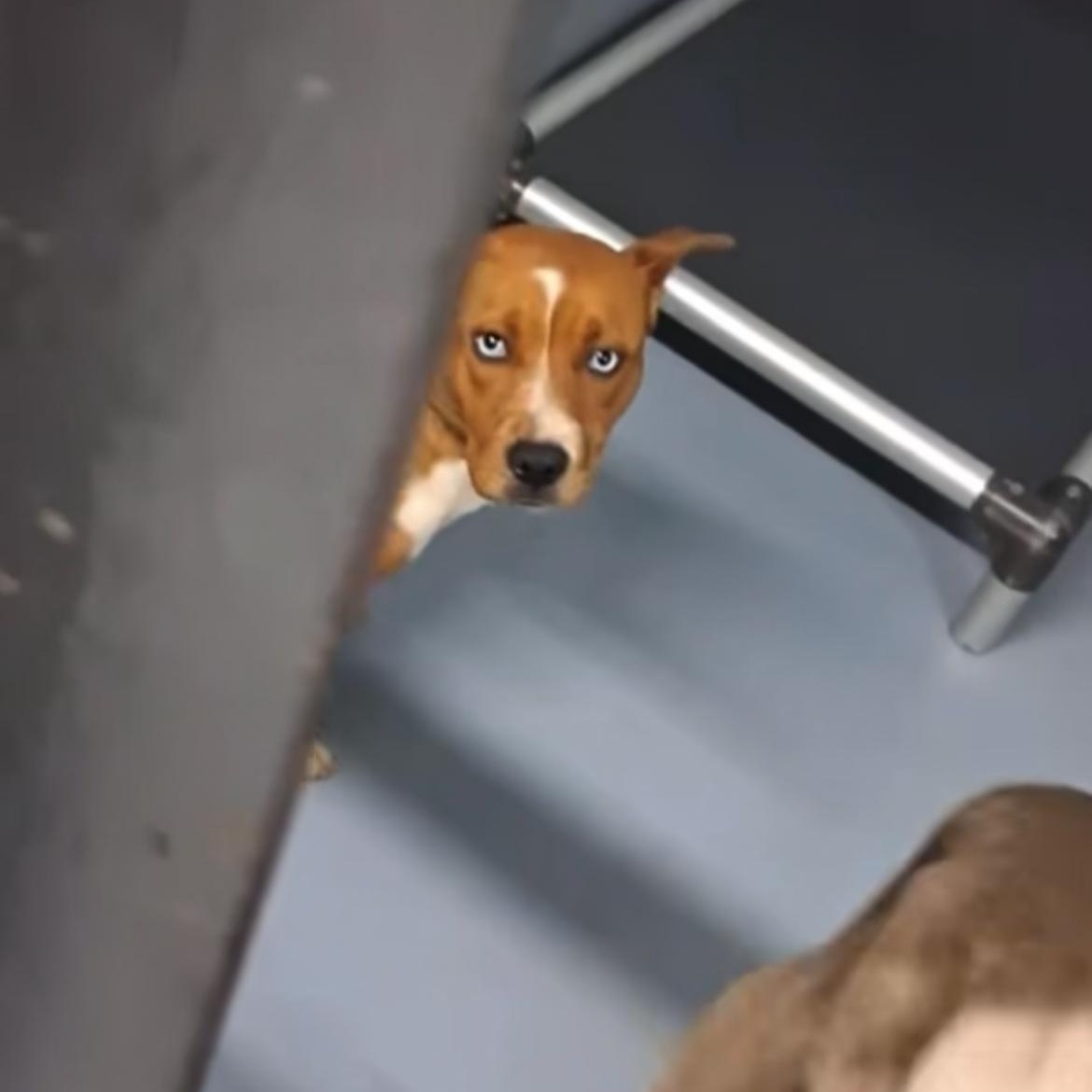 Enlarge Goldie , a ADOPTABLE mixed breed in Port Saint Lucie, FL image 2/5